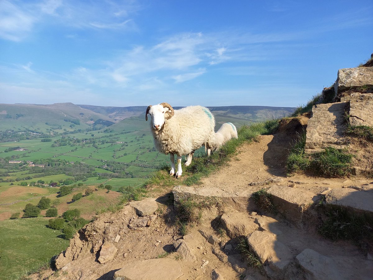 sulcata32's tweet photo. Sheep! On the great ridge. This year I'm undertaking the Derbyshire 3 Peaks Challenge for Ashgate Hospice #teamashgate. 22 miles across the highest peaks in the District. I'll be rambling on about this for a while... but you can shut me up by sponsoring me https://t.co/Z7dqUtOovd https://t.co/wIFDCZgzwJ