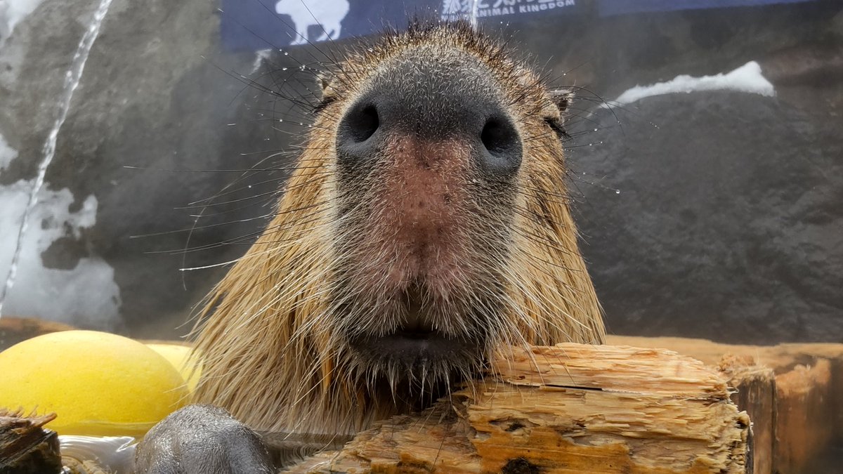 WithCapy_days's tweet image. まったり。

#カピバラ
#Capybara
#那須どうぶつ王国