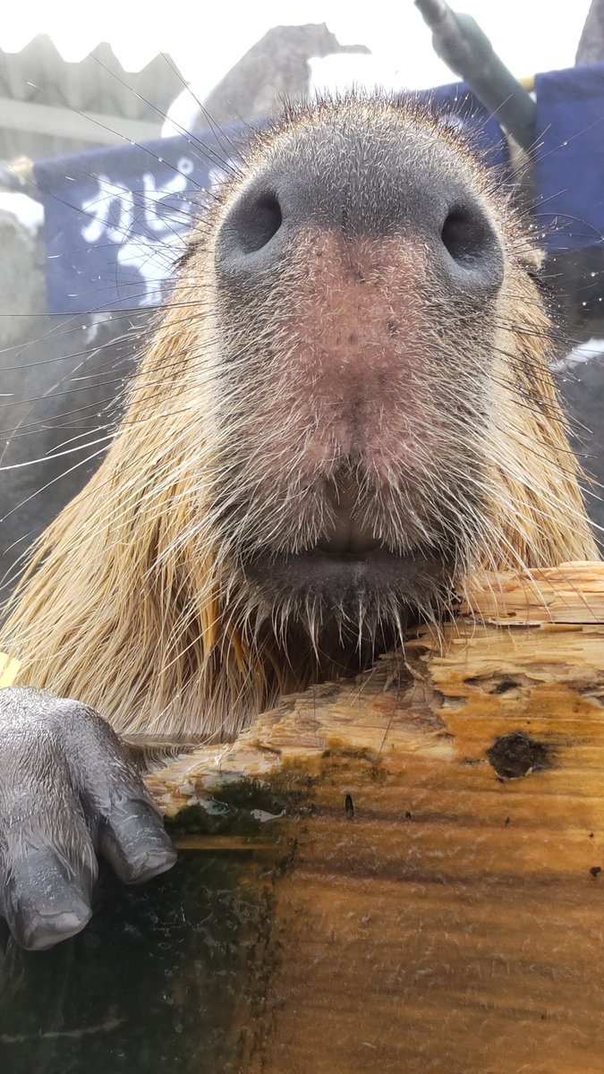 WithCapy_days's tweet image. まったり。

#カピバラ
#Capybara
#那須どうぶつ王国