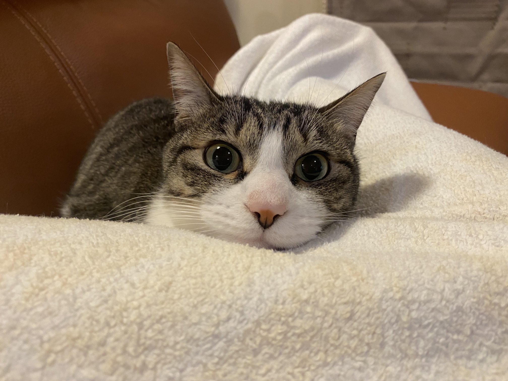 丹野純一 くしゃみ連発が治って安らぎの猫 猫 T Co Fc6ncqqs9f Twitter
