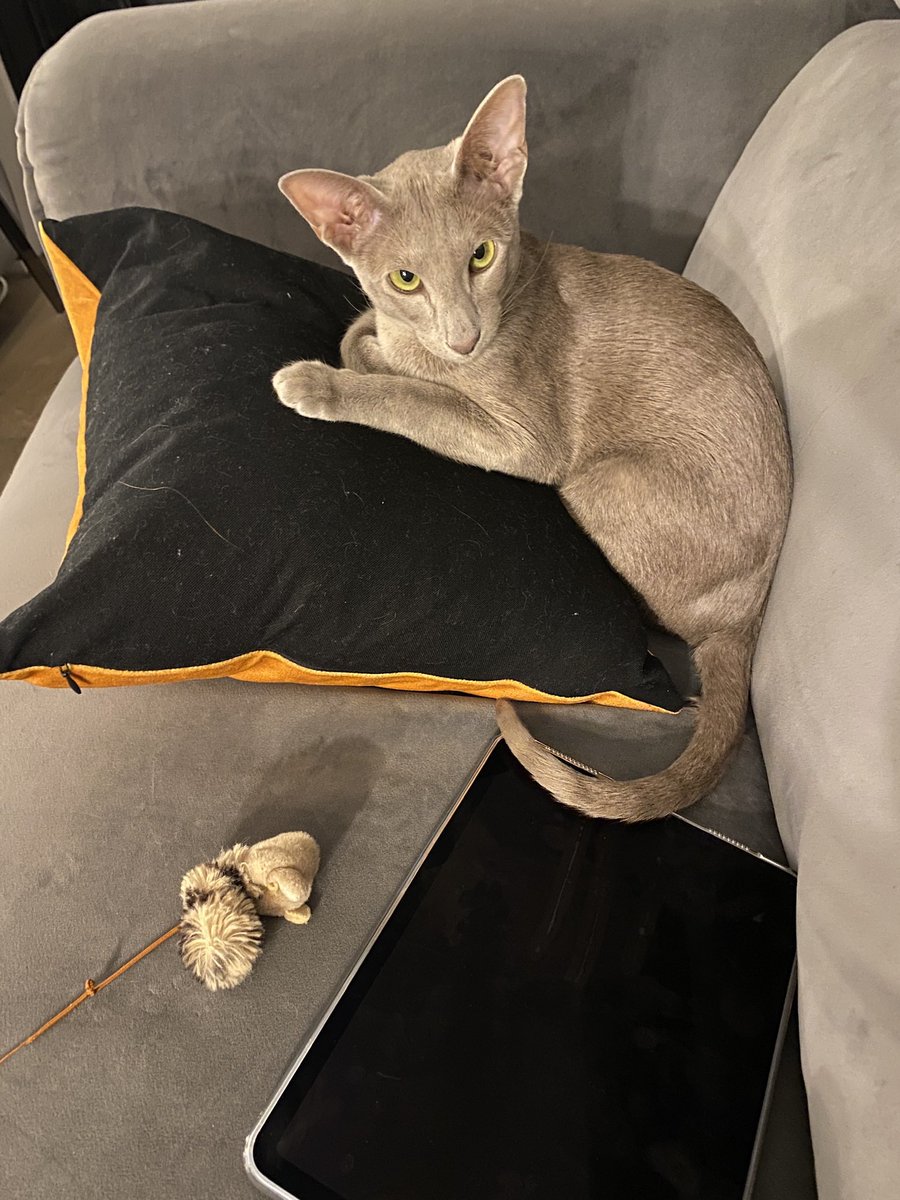 Emblyn3's tweet photo. Happy #Caturday furriends! It’s my birthday soon so today I’ll be writing my birthday list 🍗🍗🍗🍗🍖🍖🍖🍖🍖🍗🍗🍗🍗🍗 #CatsOfTwitter https://t.co/GsI9zidbf2