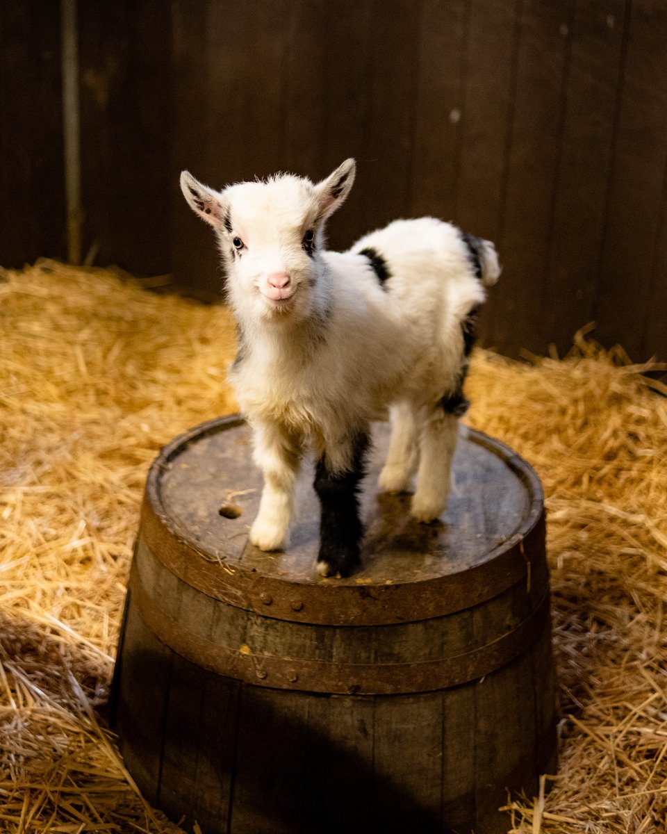 Openluchtmuseum's tweet photo. Het is nog wel eventjes wachten totdat de lente er is, maar bij onze Nederlandse Landgeiten lopen er sinds 2 weken pasgeboren geitenlammetjes rond! De twee lammetjes maken het goed en rennen al vrolijk door de stal heen. 😍 https://t.co/5MeTFryFeS