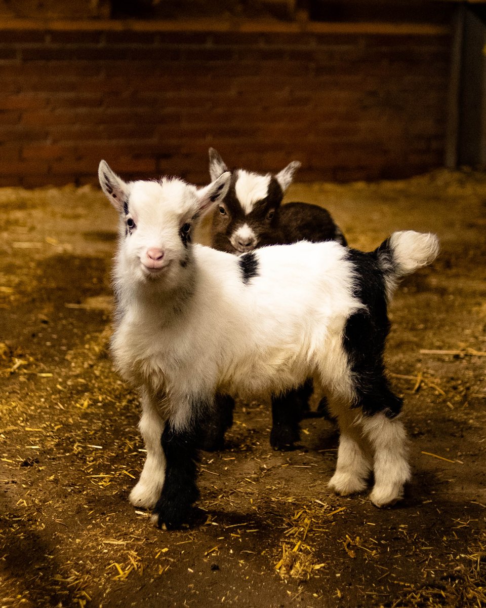 Openluchtmuseum's tweet photo. Het is nog wel eventjes wachten totdat de lente er is, maar bij onze Nederlandse Landgeiten lopen er sinds 2 weken pasgeboren geitenlammetjes rond! De twee lammetjes maken het goed en rennen al vrolijk door de stal heen. 😍 https://t.co/5MeTFryFeS
