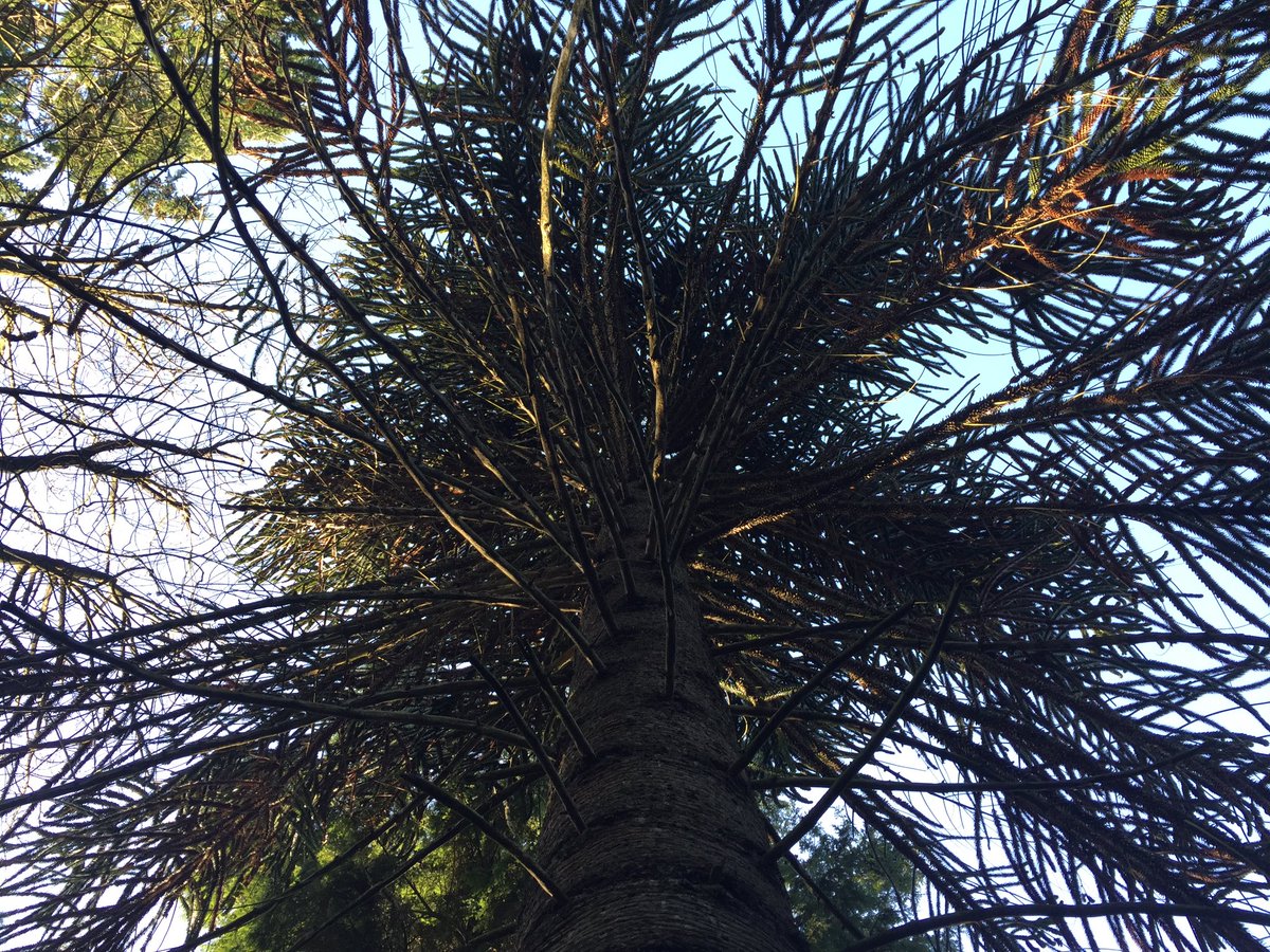 RnR_Nature's tweet photo. Gazing up at this magnificent monkey puzzle with a group of children yesterday...experiences of awe are connected with greater wellbeing&amp; more altruistic attitudes. So much value in the most (seemingly) simple #outdoorlearning &amp; #nurture experiences outdoors ❤️ https://t.co/V1p878duO6