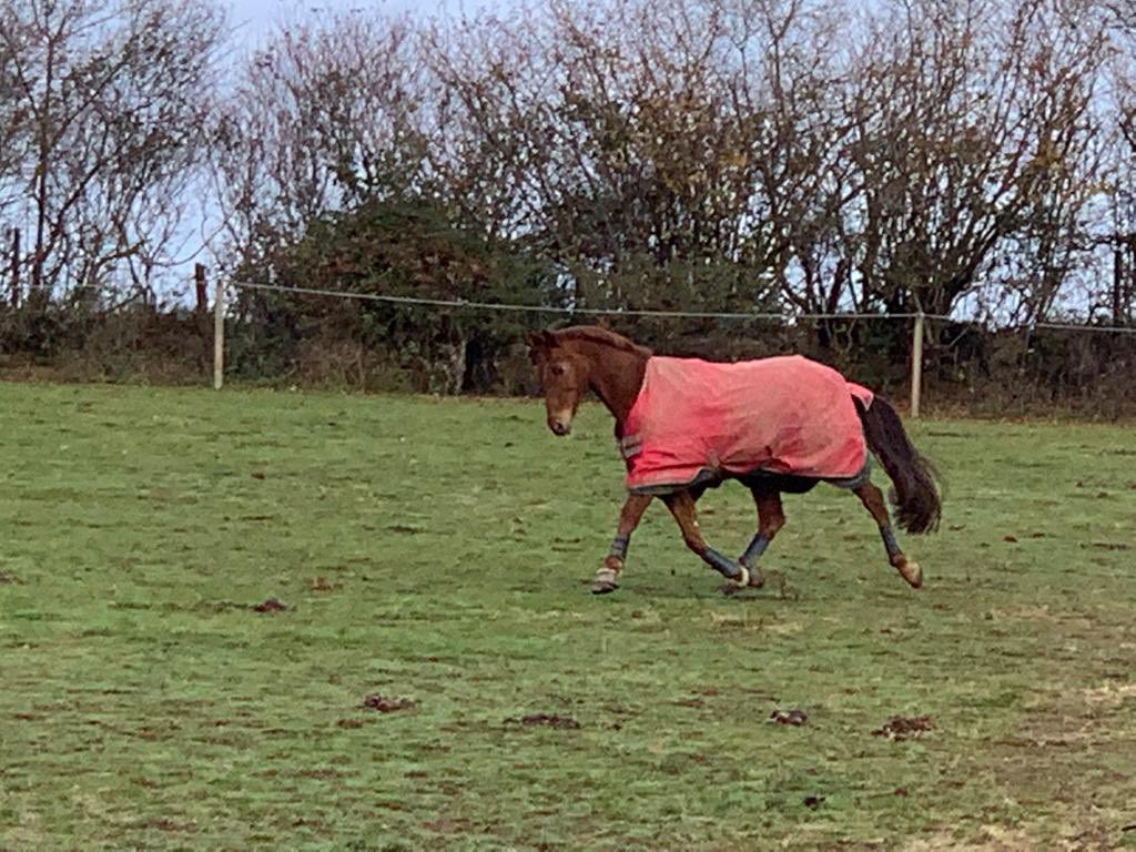 Great to see Peanut kicking her heels up &amp; living her best life with her little orange buddy. She isn’t a fan of the field for long and likes to chose her comings and goings so has her own staff on hand to accommodate her - well all of us really 😂🐴
#ponyhour #dressagehour #para
