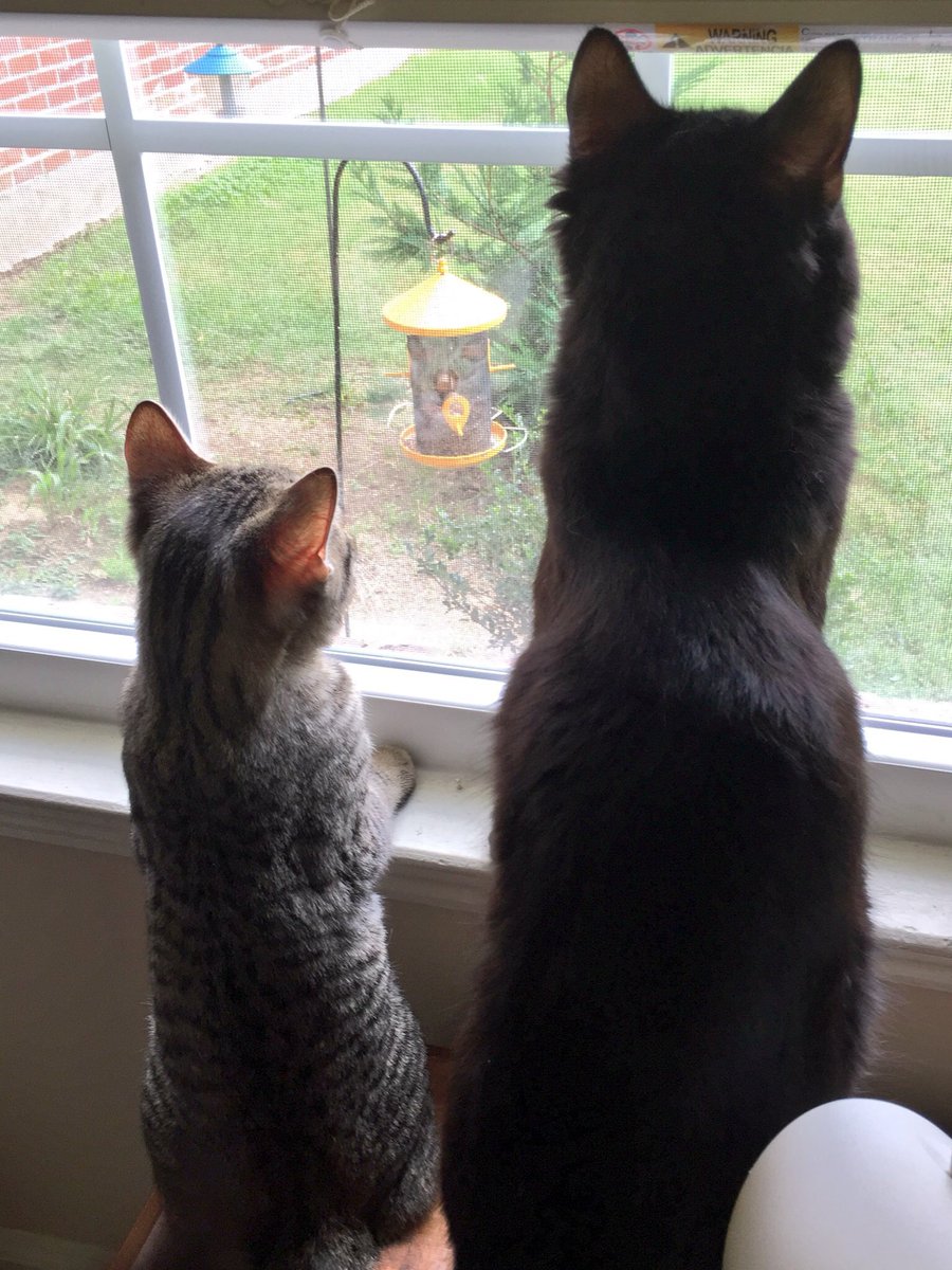GeneralCattis's tweet photo. @DevilBasil He’ll always be The Boot to me as well…
#Caturday #FelineFlashback https://t.co/HfHxNFbNxk