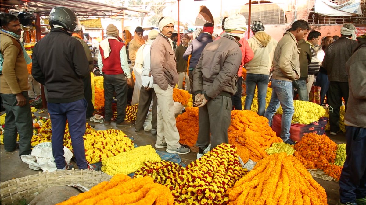 IWAI_ShipMin's tweet photo. #IWAI_shipmin
#ProjectArthGanga
#JMVP #lowcostinlandroute
#DidYouKnow
Kaithi (Varanasi) the Sangam of Gomti and Ganga is popularly known for the cultivation of marigold flowers. Farmers use the #lowcostinlandroute to reach the wholesale market at Varanasi flower Mandi https://t.co/tD5sptfOMc