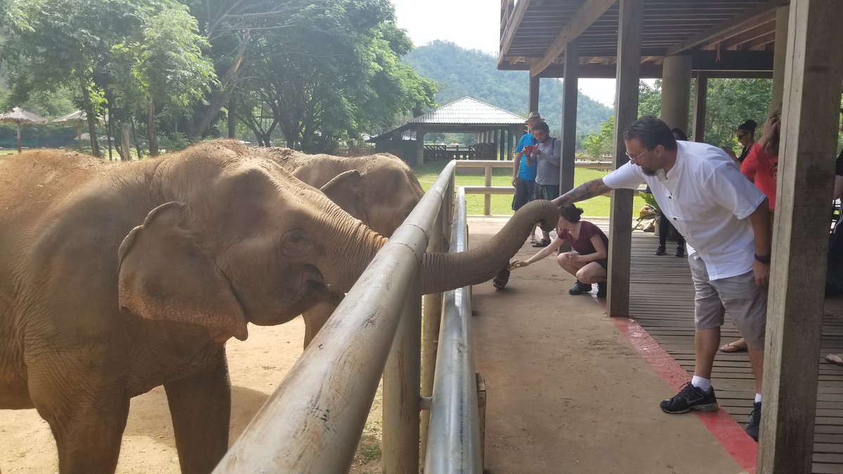 RonsonC73's tweet photo. Hello peeps ! I hope everyone has a safe, fun weekend. Crush your goals but don't forget to enjoy life :)
(Chiang Mai elephant reservation)
#NFT #NFTCOMMUNITY #SHROOMENPROJECT #TRAVEL #CHIANGMAI #ELEPHANTS #FFF https://t.co/eyFpkpYcKG