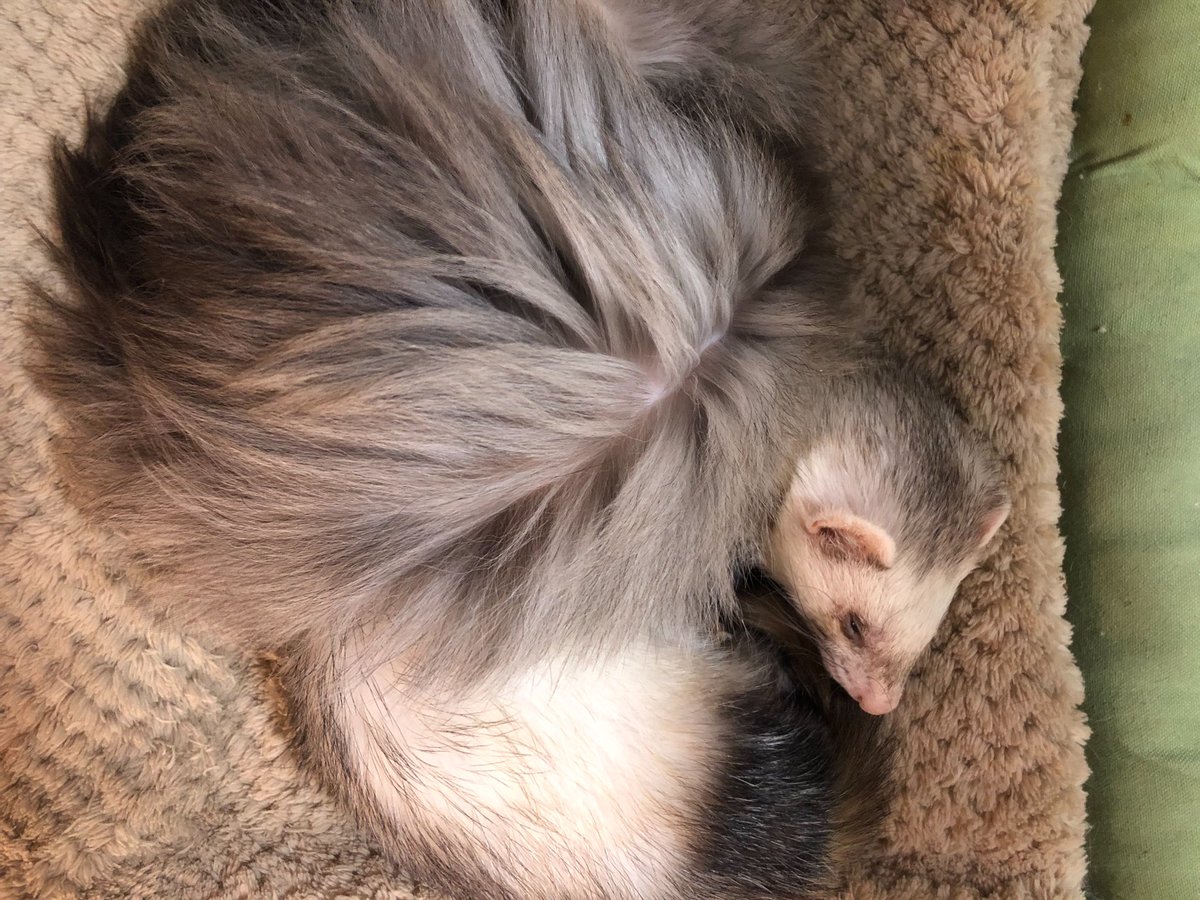 kaho_ferret's tweet photo. https://t.co/DJsJdHccyk