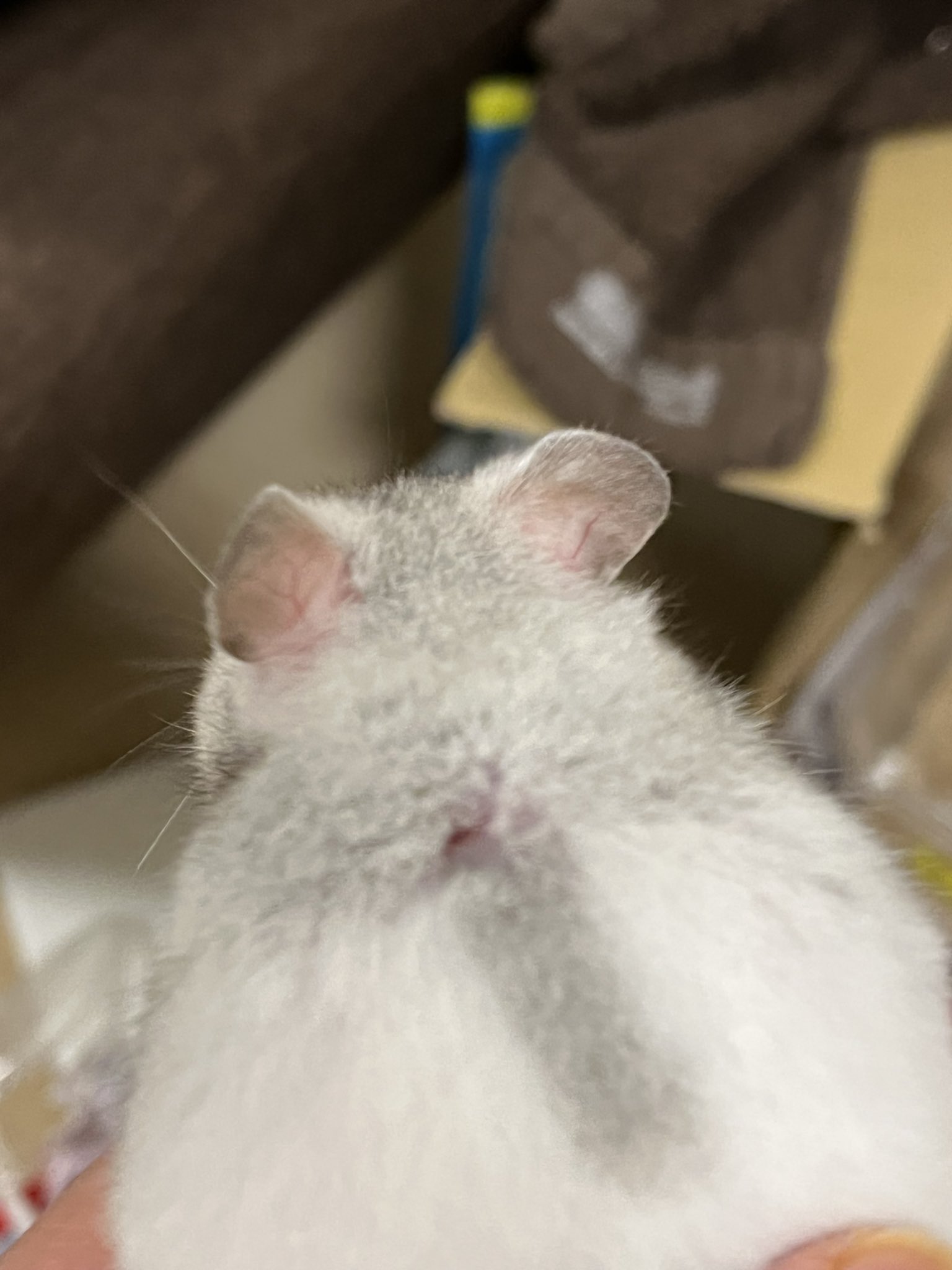 ハムスターのシロちゃん En Twitter しろちゃま 初病院へ 普段毛で隠れてるけど 毛が薄い部分があり 赤い と思い 先生に見てもらったら背中に大きなかさぶたが いつこんな傷できたのー 食欲も少し減っていて気になってたんだけど それは体重が増えてる