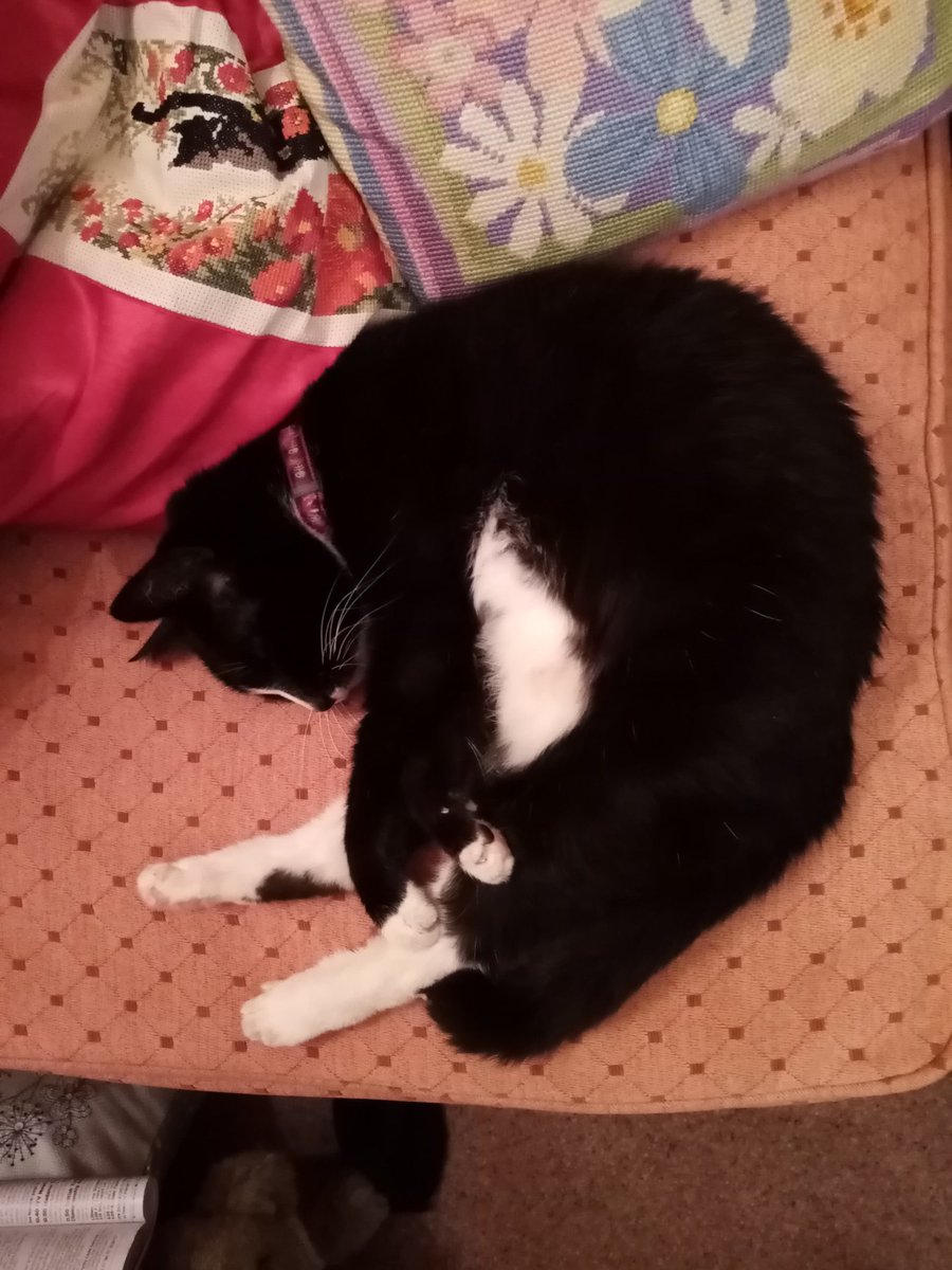 BeckyTheYeti's tweet photo. @aussiastronomer The old girl has made an attempt! https://t.co/GTxXHCjn68