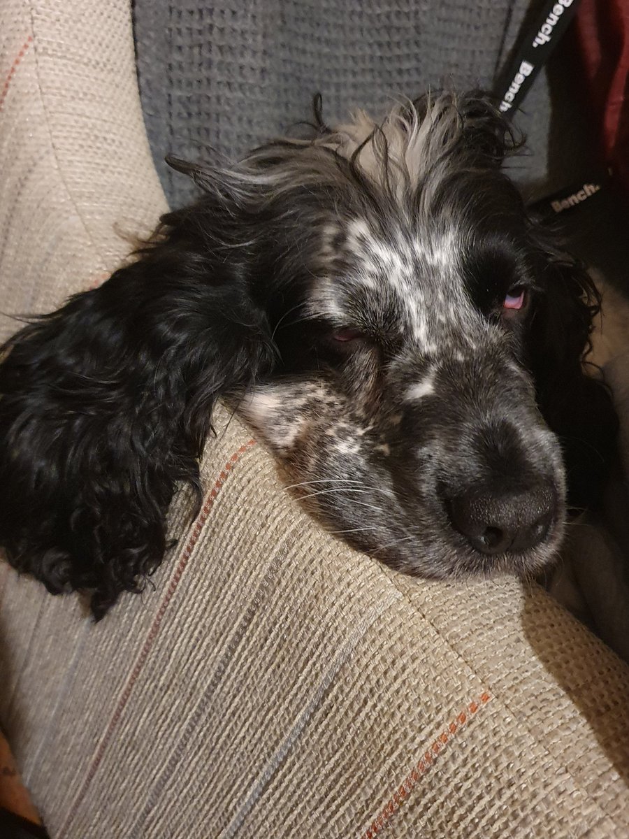 AriaCocker's tweet photo. It was a long coldnight on #pawpatrol lastnight. Welfare Checks and advice to our rough sleeping friends.  I'm catching some zzzzz before we go again keeping #Wythenshawe a #safeplace2bee🐝 https://t.co/xMWnshle23