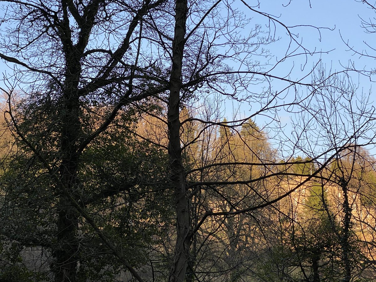 seaparkin's tweet photo. The light, darling, the light. So glad to be outside even if mostly viewed from car. Cheedale looked a bit chilly. Getting ready for exhibition. #winter #glorious #gooutside #trees #treasuringtrees #peaktrees https://t.co/b5YqczAK3D