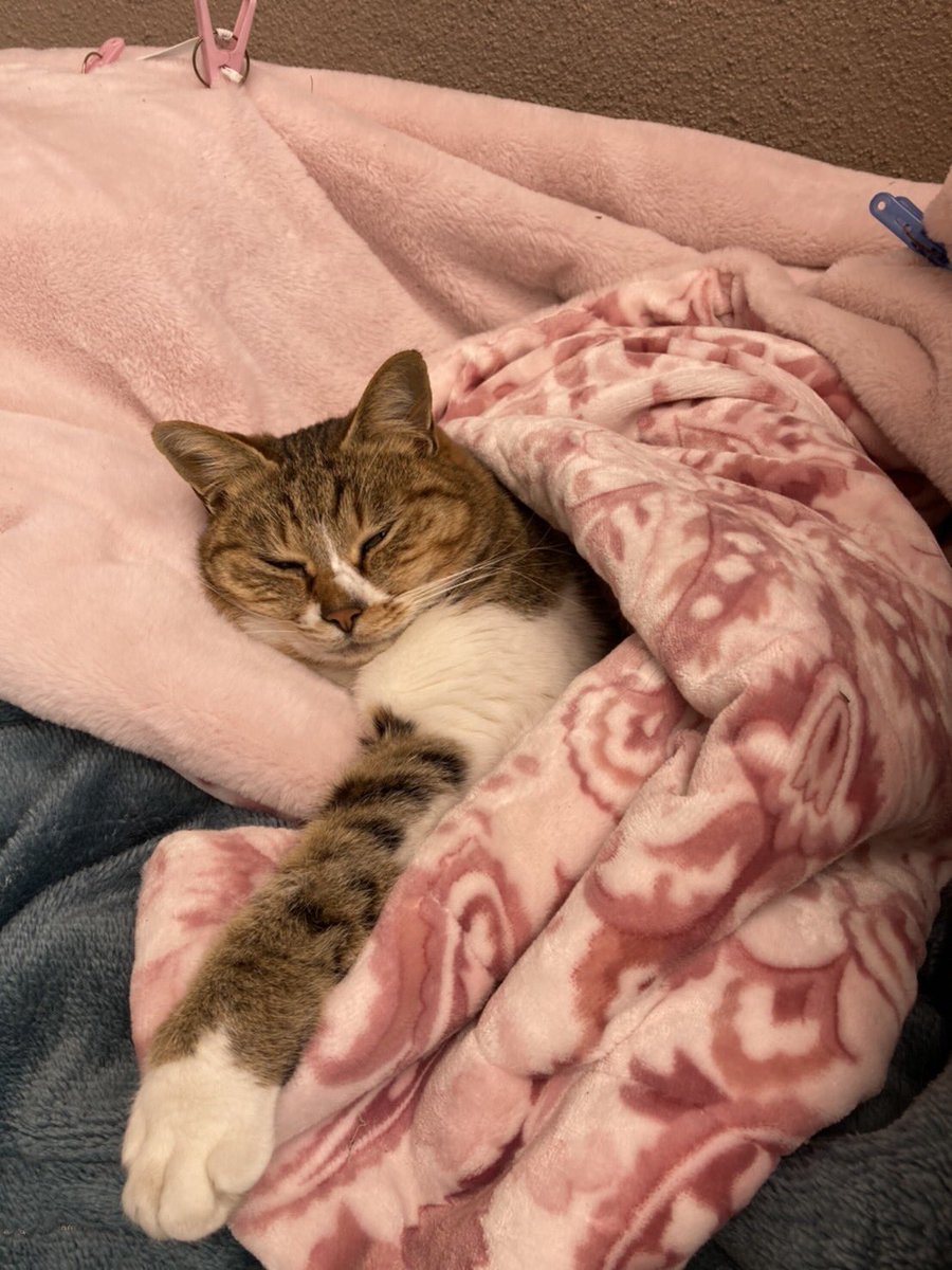 これは自分の巣の布団でぬくぬくしてるねこ 