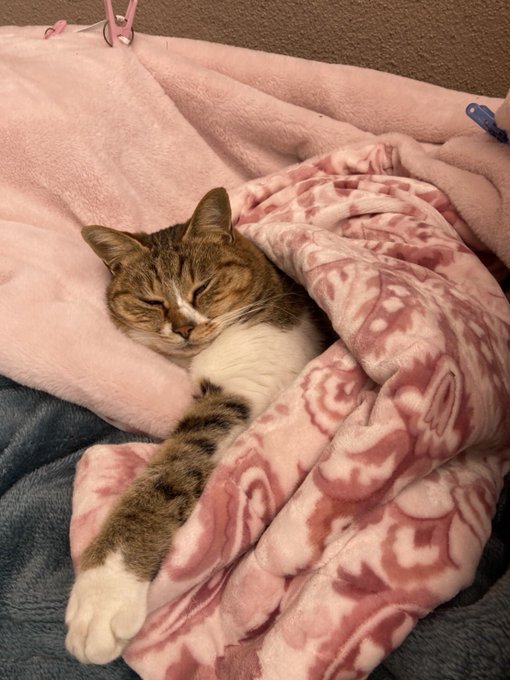 これは自分の巣の布団でぬくぬくしてるねこ 