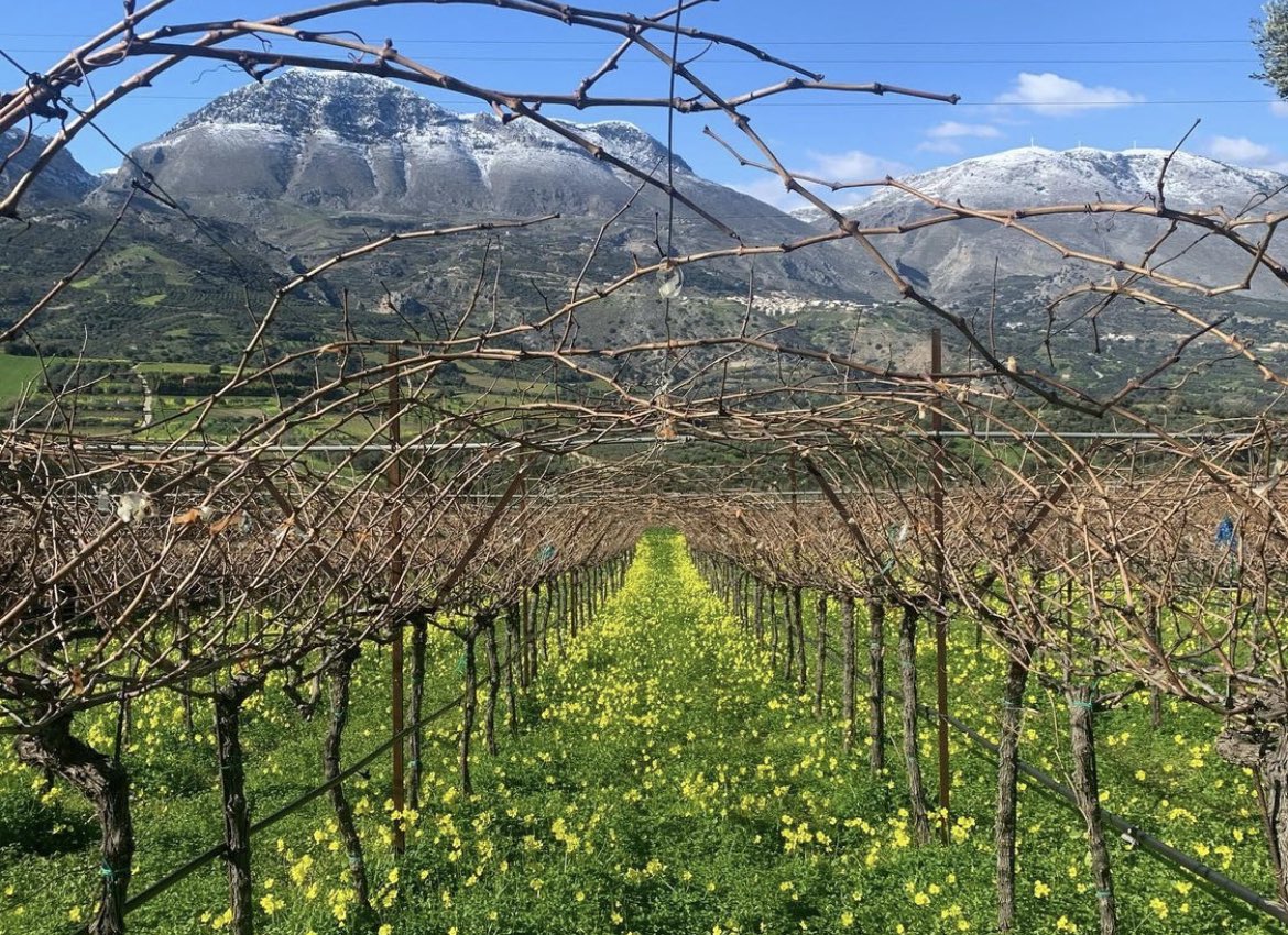 winesofcrete's tweet photo. Live from the vineyards of #Crete!
#winesofcrete 
Photo: #diamantakis_winery
@winewankers https://t.co/EwpB0xR2Id