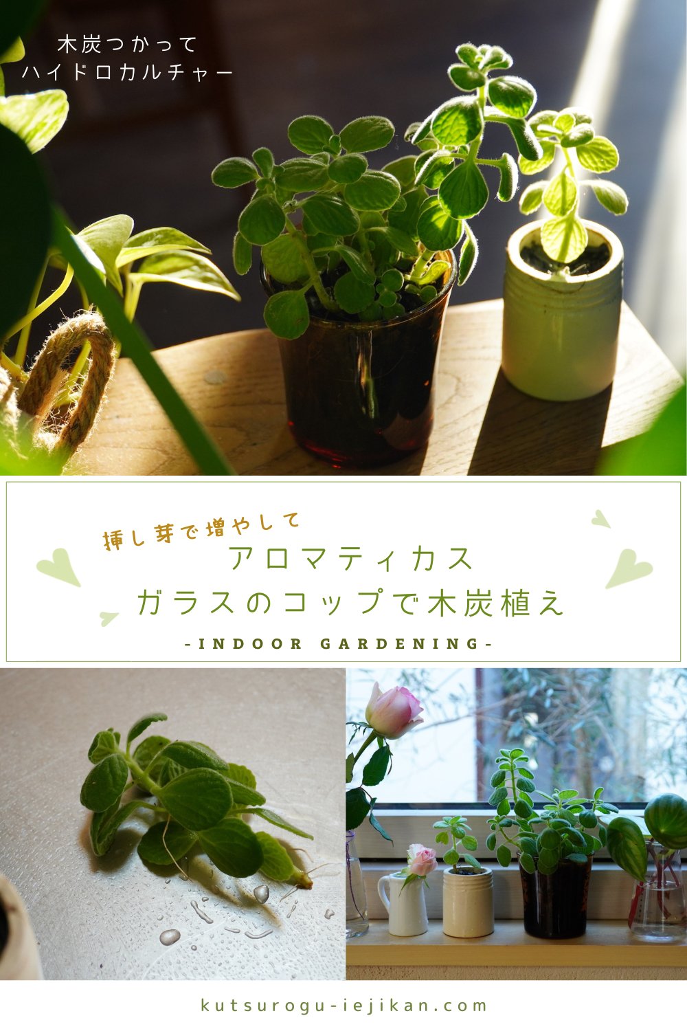 Tomo T 小さく増やしてハイドロカルチャー アロマティカスと ガラスのコップと木炭 室内ガーデニング インドアガーデニング 植物と暮らす 植物のある暮らし 暮らしを楽しむ 心地よい暮らし インドアグリーン 挿し芽 水耕栽培 T Co