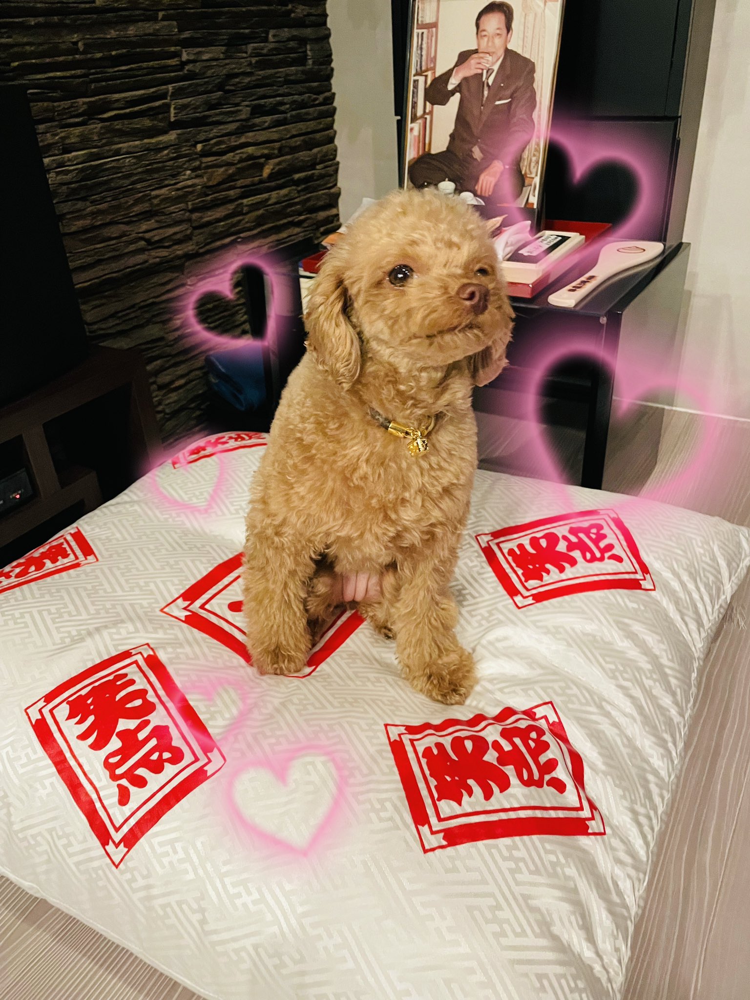 西川貴教 せっかく座布団をいただいたんで 笑点 が大好きだった爺ちゃんもお祀りしてる仏壇の前にセットしたんですが 残念ながら新入りのベッドになってしまいました T Co 5kcjencrxu Twitter