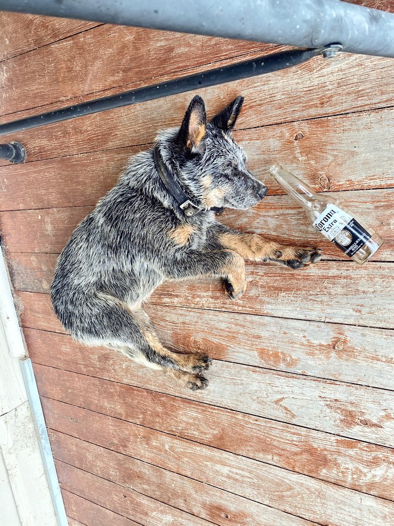 MacAttack2850's tweet photo. Little under-age drinker caught in the act 🤭 

#puppy #dogsoftwitter #dogs #DogsBehavingVeryBadly #cute #drunk #Puppies #farming #Australia #AdoreYou https://t.co/kg7CrJsAxr