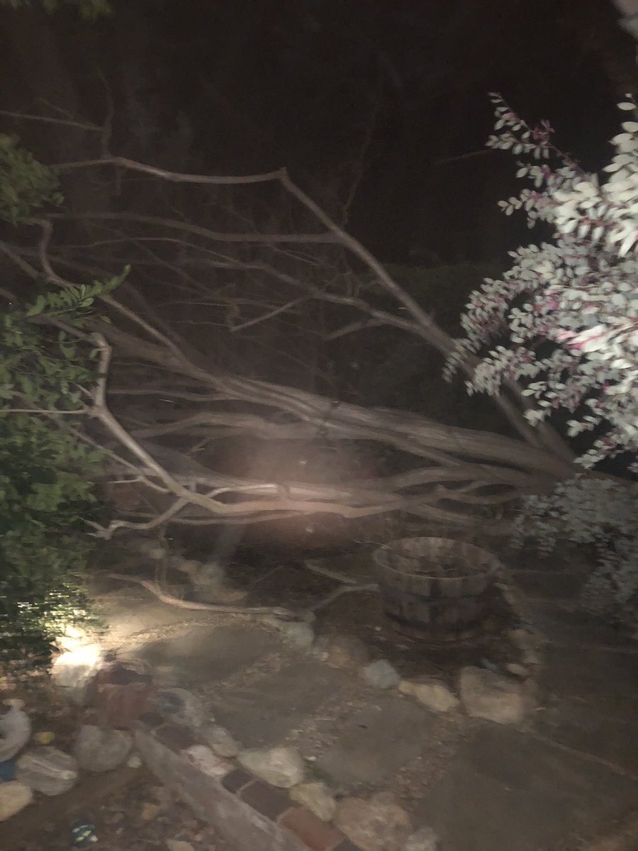pltotten's tweet photo. Downed Crepe Myrtle in Noryh Monrovia #LAwind #Monrovia https://t.co/IqjKqIEqAL