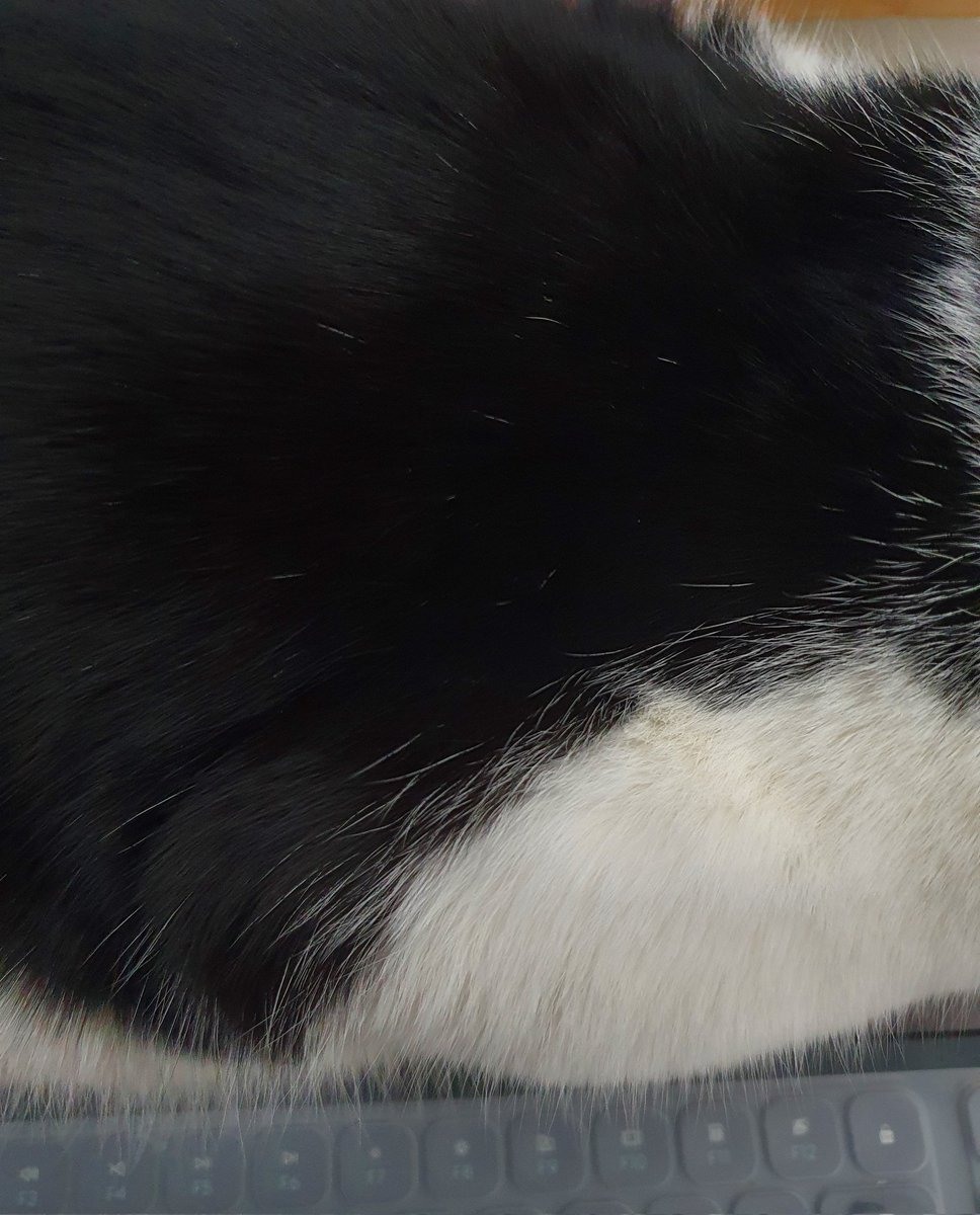 언제부턴가 새까맣던 등에 흰 털이 나기 시작했다. 우리 함께 늙어가는 중인가봐.