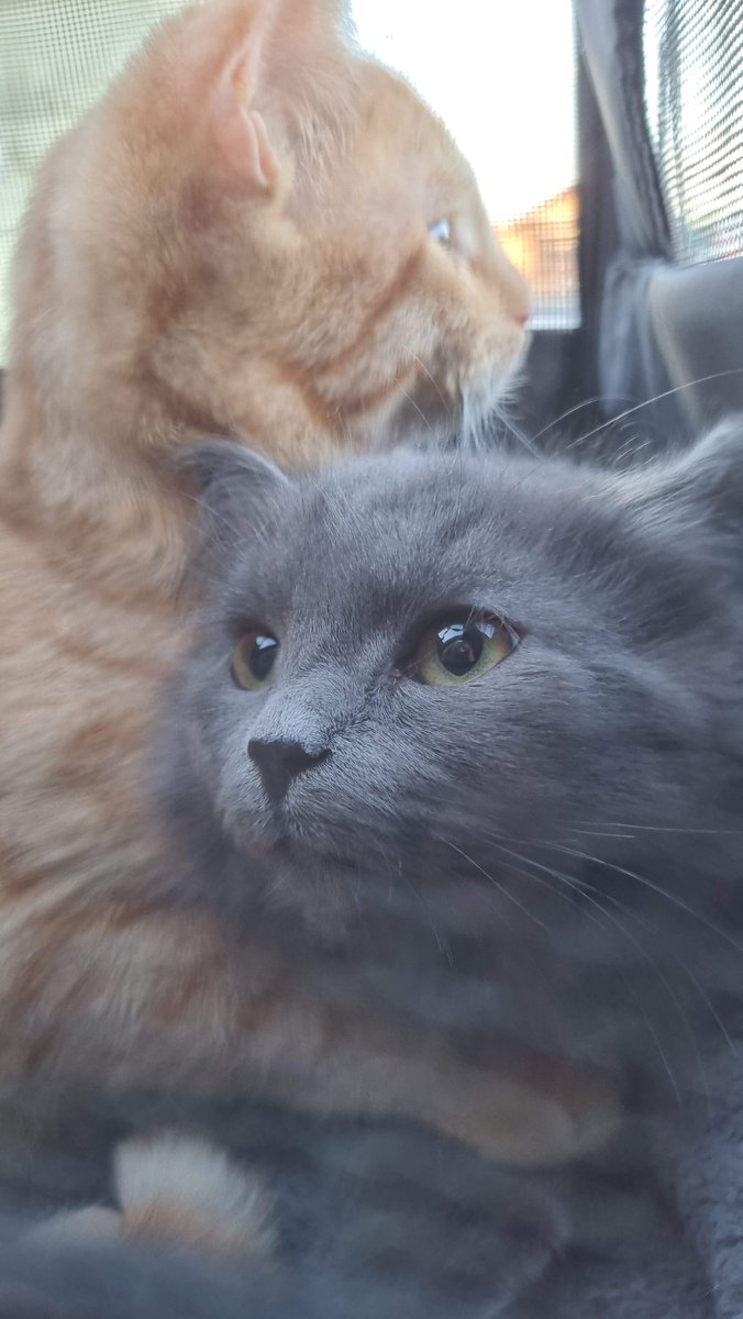 #HollysMerryMoggies adopts the cats no one wants because they're old, ill or 'imperfect.'

We depend on kindness. Make a kitty's day:

Donate: paypal.com/paypalme/holly 
Subscribe: patreon.com/hollysmerrymog… 
Grant a wish: amazon.co.uk/hz/wishlist/ls…

Thank you for loving them with me 🥰