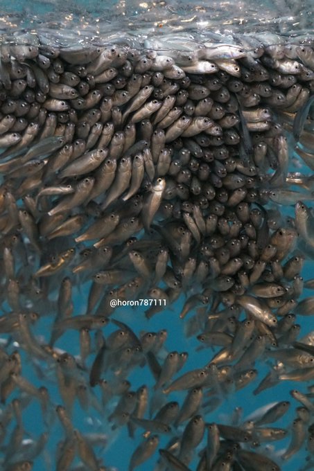 魚群のtwitterイラスト検索結果 古い順