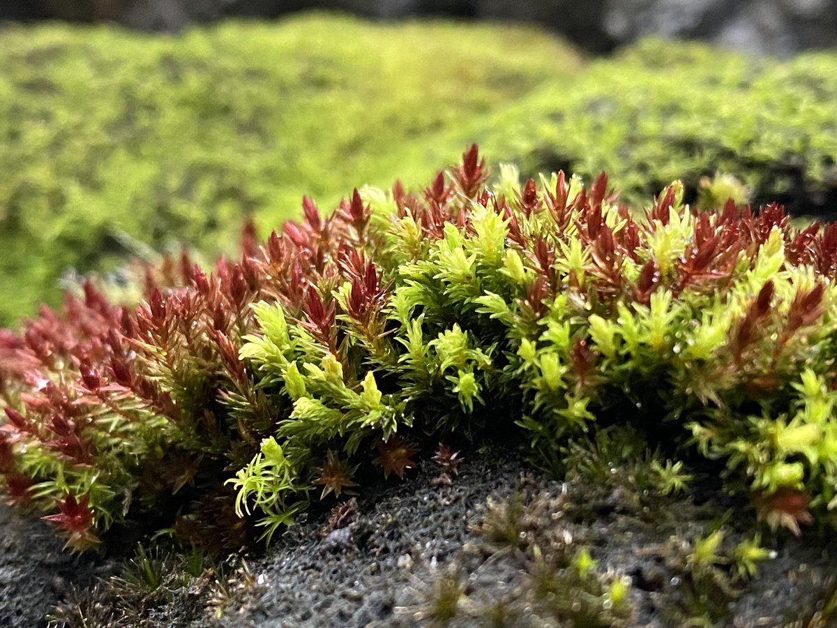 Feldbotanik's tweet photo. Same #moss cushion on a wet day and in a dry night. Looks like some #Racomitrium and #Bryum. Can’t wait to #MossID it! :) https://t.co/dkA1oiUjIh