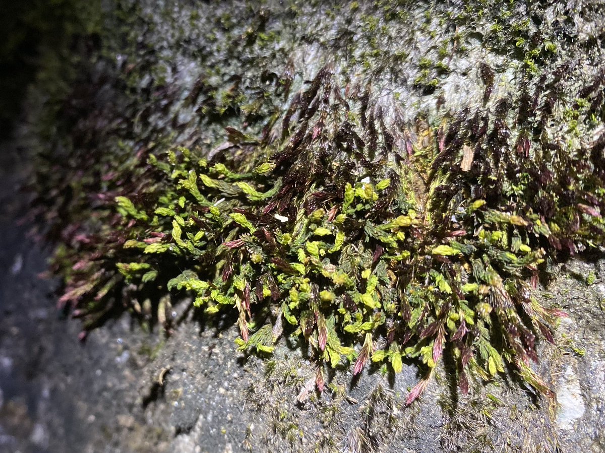 Feldbotanik's tweet photo. Same #moss cushion on a wet day and in a dry night. Looks like some #Racomitrium and #Bryum. Can’t wait to #MossID it! :) https://t.co/dkA1oiUjIh