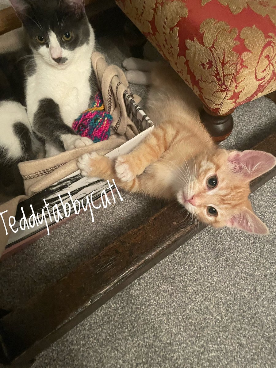 Teddytabbycat1's tweet photo. Me and my sisfur Luna 🥰🐾 happy #Caturday furends 😻💗🌱🌹🌸🌺

#CatsOfTwitter #tabbytroop #weekend #CuteKittens #SaturdayMotivation #SaturdayThoughts #SaturdayVibes https://t.co/R7zyp4hIAJ