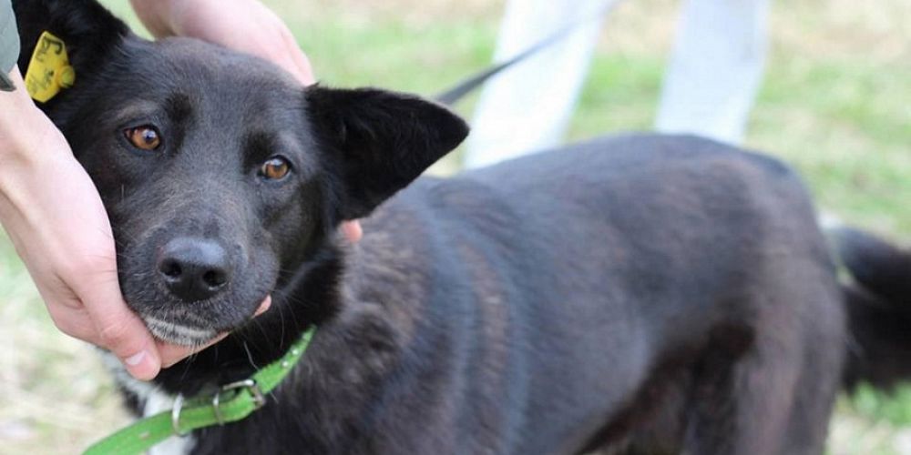 Собака с биркой в ухе, что это значит?
В последнее время на улице можно встретить бездомных собак, у которых в уши вставлены бирки. .....ok.ru/komitetveterin…
#домашниеживотные #кошки #собаки #животныевопросответ #гуманноеобращениесживотными