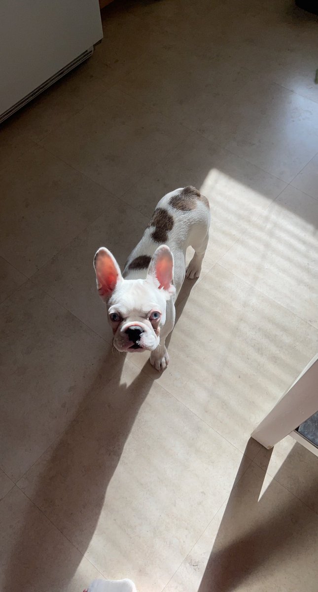 MarisaLecy's tweet photo. LOST DOG:  my roommates dog is missing from 25th and Colfax in Uptown Minneapolis. please spread the word and let us know if you’ve seen or heard anything 😭😭 https://t.co/rUriZ2tOe9