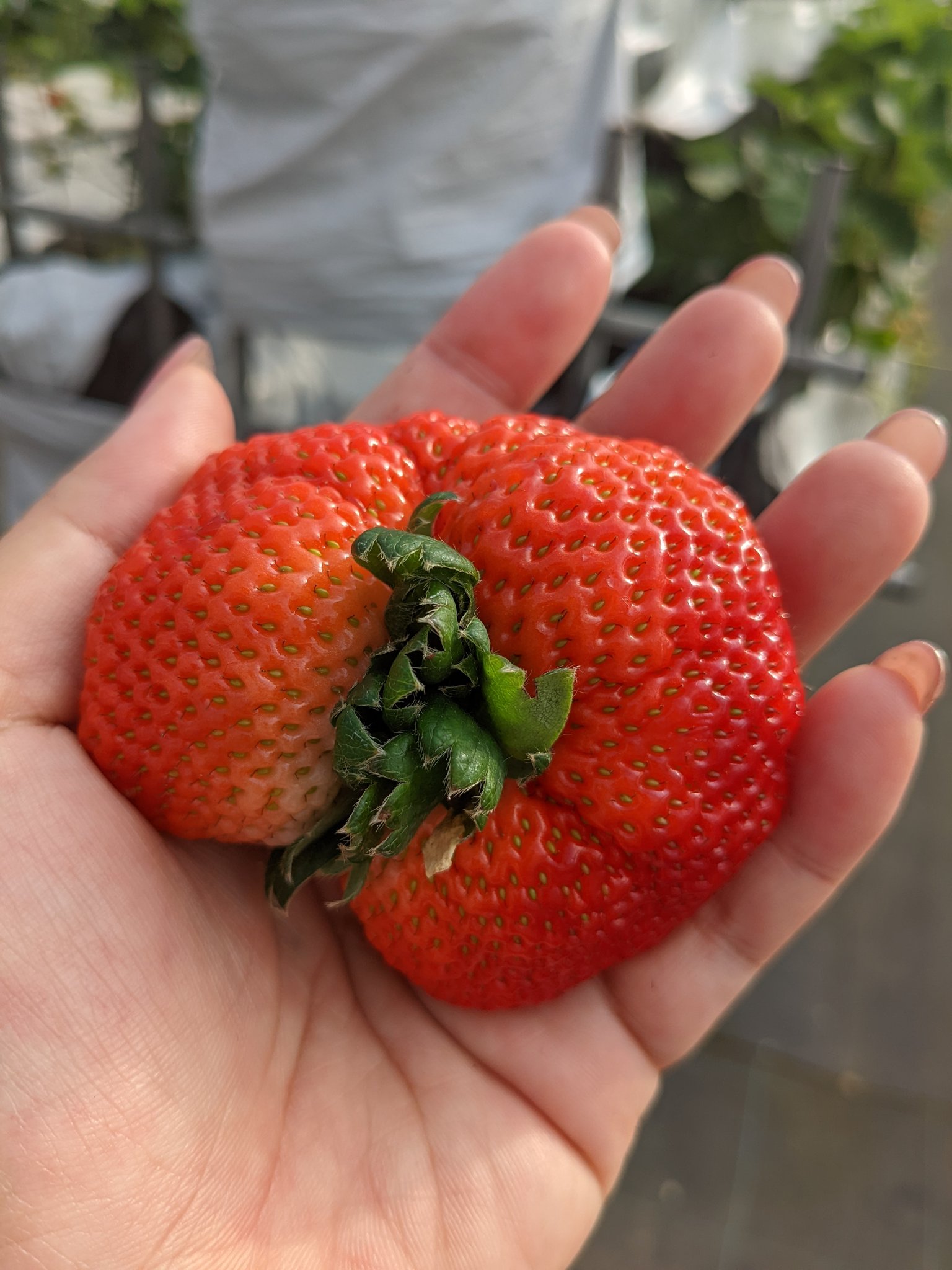 もふもふにゃんすけ いちご狩りに行ってきた ヽ ﾉ あまおう かおり野 恋みのり 桃薫 さがほのか 紅ほっぺ よつぼし の ７種類を食べ放題 サスペンダーくんはやっぱりあまおうがお気に入りだったみたいです ㅅ それにしてもやっぱりこの
