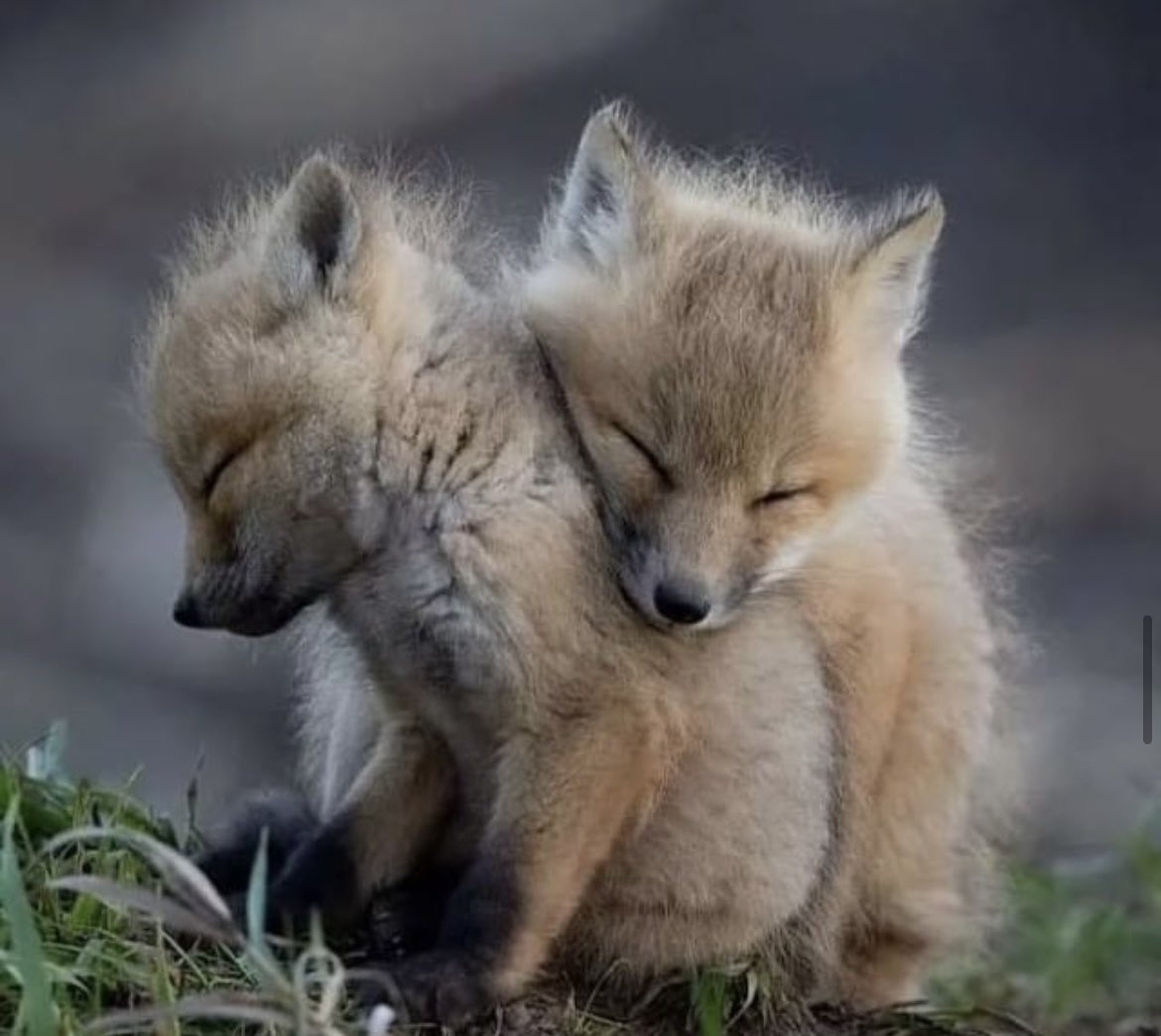 LMPositif's tweet photo. 🇺🇸 Deux petits renardeaux en Californie, adorables !
☀️ Très bonne journée à tous ! 🍀 💛

📸 Greg Harvey https://t.co/ywGG8tNDCH