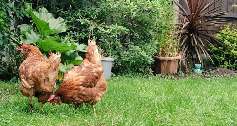staceyayeh's tweet photo. How it started:            How it's going
🤬🤦🏾‍♂️😡

#chickenchronicles https://t.co/MpyQMJbTw1