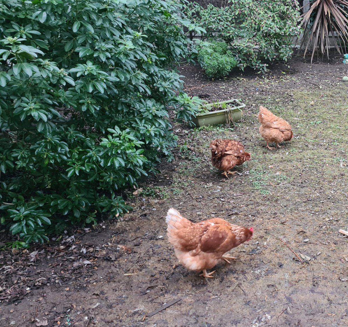staceyayeh's tweet photo. How it started:            How it's going
🤬🤦🏾‍♂️😡

#chickenchronicles https://t.co/MpyQMJbTw1