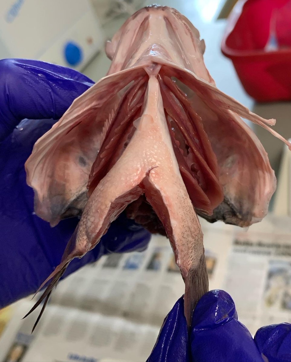 Sea bass are so intriguing! Picture from the Y12 biologists this week #fishhead #dissection #aqa #biology