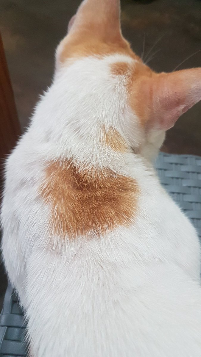 bengekke's tweet photo. ねこしゃん https://t.co/xFA1jAjFHP