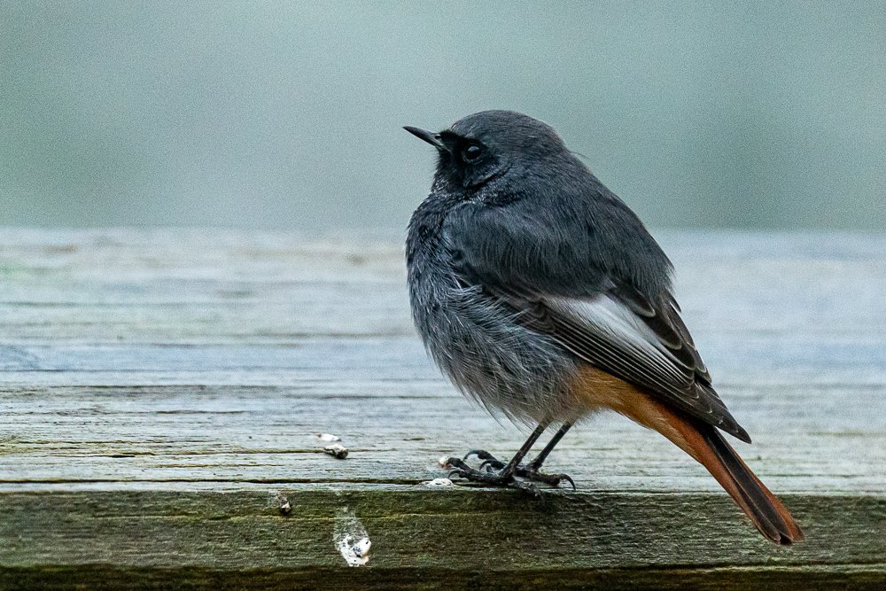 AlanXchartist's tweet photo. @HACPIX @BBCWinterwatch @Natures_Voice @Avibase @DorsetBirdClub @CHOG_birds @birdingforall Great shot. https://t.co/KTeuDygij8
