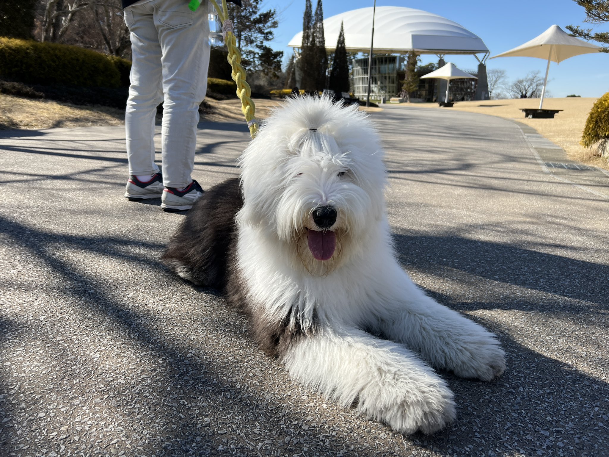 テアのイエ オールドイングリッシュシープドッグ 天気が良かったので少し遠くの公園でお散歩 オールドイングリッシュシープドッグ 大型犬 犬好きさんと繋がりたい 犬のいる暮らし Oldenglishsheepdog T Co Phwww9bx6h Twitter