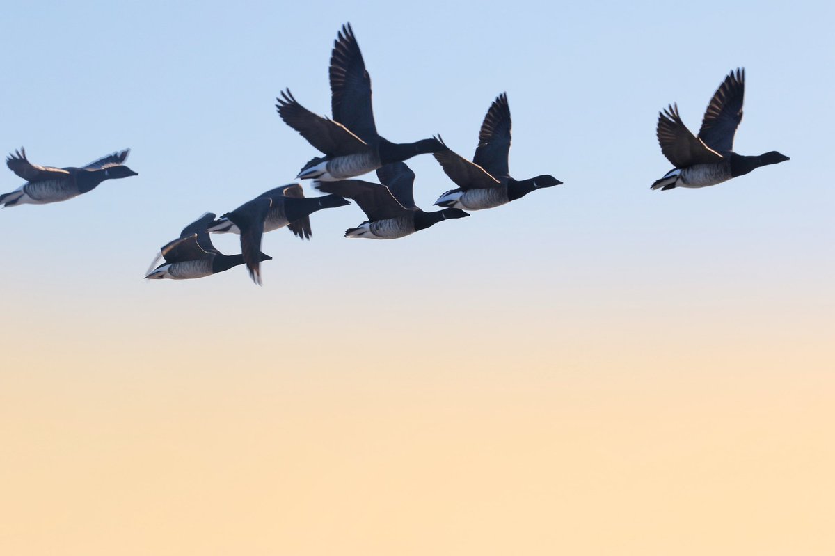 wildswimmer67's tweet photo. Brant/Brent Geese over Carrickfinn #Donegal #DonegalstateofMind #Ireland #wildlife #wildlifephotography https://t.co/qoDOzhIxoV