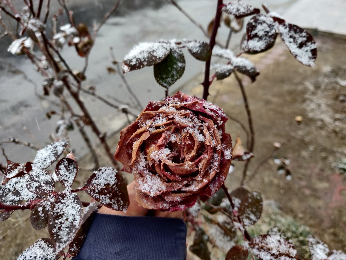 xiang_______'s tweet photo. 庆幸当时没把它摘下来
粘了雪的更好看 https://t.co/k9zWDdCEPk