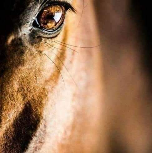 اختفى يوسف 
وأصيب أبوه بالعمى 
وحين قال : " أفوّض أمري إلى اللّٰه " 
عاد له يوسف وبصره.

فـ يارب قد فوضت إليك أمري فبشرنا بما ننتظره وأنت خير المبشرين.🤍