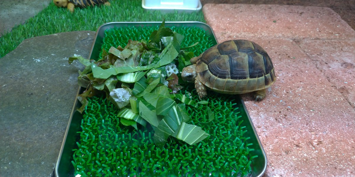 コンスコン tweet media