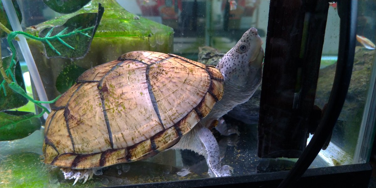 コンスコン tweet media