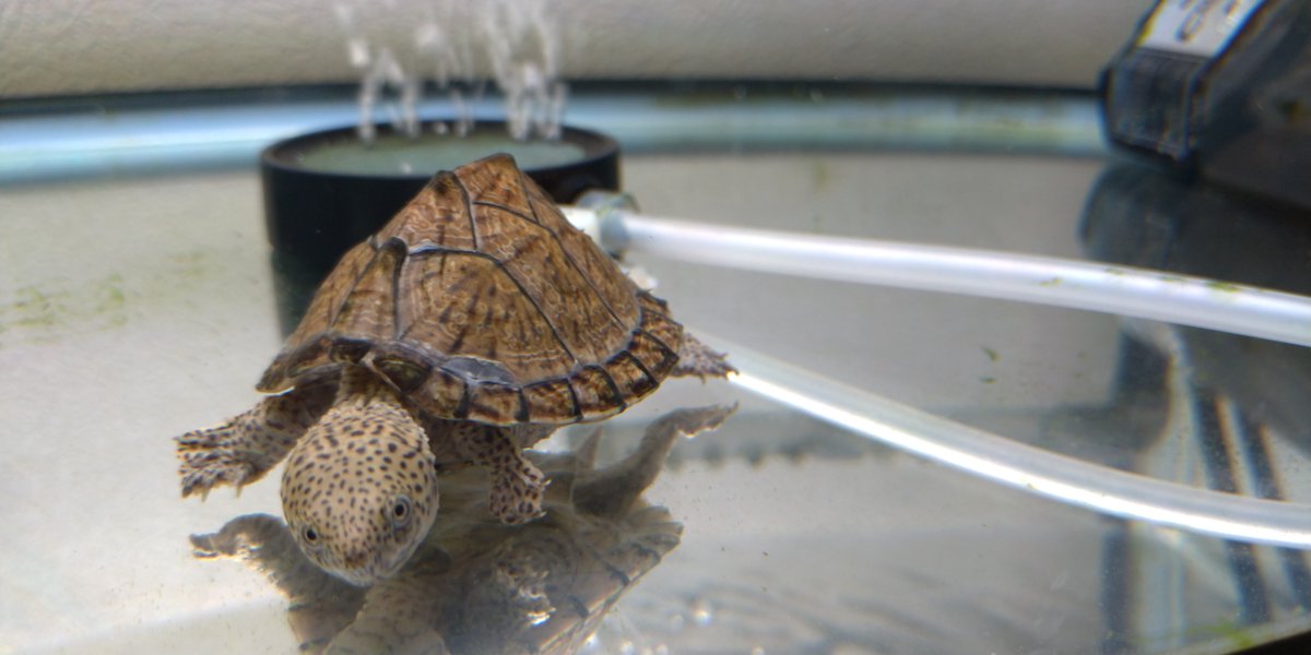 コンスコン tweet media