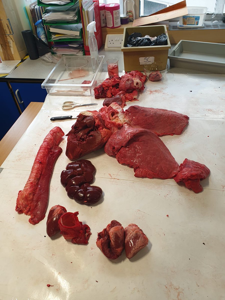 AcademyEastbank's tweet photo. Lots of fun and learning with dissections this week and so many questions! Huge thank you to Charlieβs Butchers in The Forge ππ»ππΌ #eastbankacademy #science #curiosity #Nat5Bio #HigherBio #sheepshearts #cowskidney #oxspluck β€οΈπππͺπ©Έ https://t.co/muXShzRoO4
