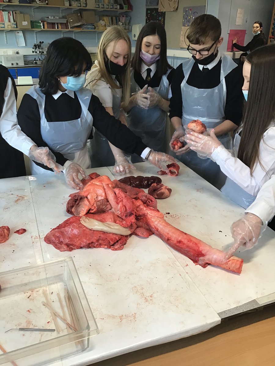 AcademyEastbank's tweet photo. Lots of fun and learning with dissections this week and so many questions! Huge thank you to Charlieβs Butchers in The Forge ππ»ππΌ #eastbankacademy #science #curiosity #Nat5Bio #HigherBio #sheepshearts #cowskidney #oxspluck β€οΈπππͺπ©Έ https://t.co/muXShzRoO4
