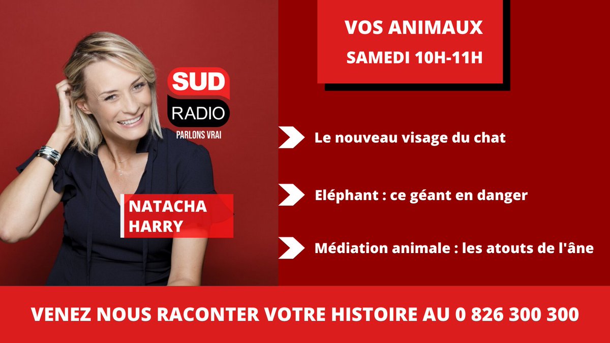 SudRadio's tweet photo. [#SudRadio] Vos Animaux 

🚨 Retrouvez @natacha_harry de 10h à 11h 

👤 Avec @BeataClaude (vétérinaire comportementaliste), @laurentbaheux (photographe animalier) et Gilles Lemaire, ânier à @anesetrando https://t.co/XdEClJxtta