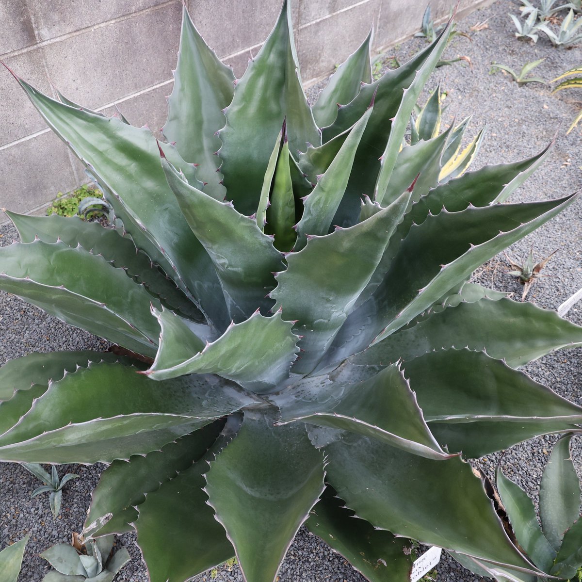 Agave salmiana var. ferox “Green Goblet” アガベ グリーンゴブレット